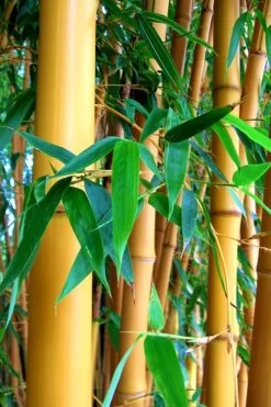 True Gold Golden Fish Pole Bamboo (Phyllostachys Aurea 'Holochrysa') - 3 Gallon Pot -Shrub Plant Shop Bamboo Golden Golden 23 500x750 1