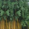 Gold Vivax Giant Timber Bamboo (Green Stripe Bamboo) - Phyllostachys Vivax 'Aureocaulis' - 3 Gallon Pot (2-4')