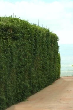 Graceful Bamboo (Slender Weavers) - Bambusa Textilis 'Gracilis' - 2 Gallon Pot 13 Graceful Bamboo (Slender Weavers) - Bambusa Textilis 'Gracilis' - 2 Gallon Pot -Shrub Plant Shop Bamboo Graceful 1