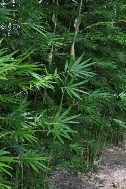 Silk Bamboo - Bambusa Textilis 'Glabra' - 2 Gallon Pot -Shrub Plant Shop Bamboo Graceful 10