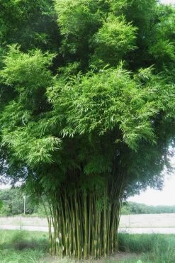 Graceful Bamboo (Slender Weavers) - Bambusa Textilis 'Gracilis' - 2 Gallon Pot