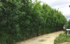 Graceful Bamboo (Slender Weavers) - Bambusa Textilis 'Gracilis' - 2 Gallon Pot 10 Graceful Bamboo (Slender Weavers) - Bambusa Textilis 'Gracilis' - 2 Gallon Pot -Shrub Plant Shop Bamboo Graceful 6