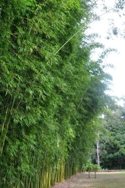 Graceful Bamboo (Slender Weavers) - Bambusa Textilis 'Gracilis' - 2 Gallon Pot 11 Graceful Bamboo (Slender Weavers) - Bambusa Textilis 'Gracilis' - 2 Gallon Pot -Shrub Plant Shop Bamboo Graceful 9