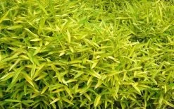 Dwarf Green Stripe Bamboo (Pleioblastus Viridistriatus) - 1 Gallon Pot -Shrub Plant Shop Bamboo Green Stripe 11