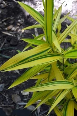 Dwarf Green Stripe Bamboo (Pleioblastus Viridistriatus) - 1 Gallon Pot -Shrub Plant Shop Bamboo Green Stripe 12