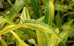 Dwarf Green Stripe Bamboo (Pleioblastus Viridistriatus) - 1 Gallon Pot -Shrub Plant Shop Bamboo Green Stripe 6