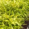 Dwarf Green Stripe Bamboo (Pleioblastus Viridistriatus) - 1 Gallon Pot