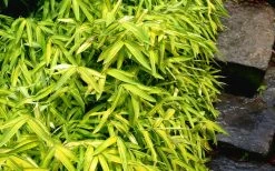 Dwarf Green Stripe Bamboo (Pleioblastus Viridistriatus) - 1 Gallon Pot -Shrub Plant Shop Bamboo Green Stripe 9