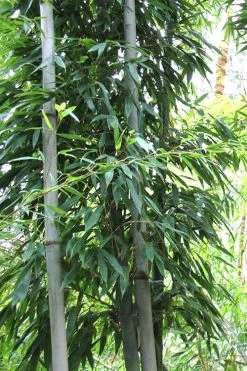 Henon Giant Gray Bamboo - Phyllostachys Nigra 'Henon' - 3 Gallon Pot (4-6') -Shrub Plant Shop Bamboo Henon 11