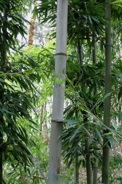 Henon Giant Gray Bamboo - Phyllostachys Nigra 'Henon' - 3 Gallon Pot (3-4') -Shrub Plant Shop Bamboo Henon 12 1