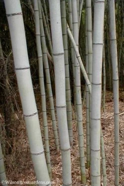 Henon Giant Gray Bamboo - Phyllostachys Nigra 'Henon' - 3 Gallon Pot (3-4') -Shrub Plant Shop Bamboo Henon 15 1
