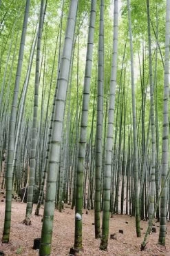 Henon Giant Gray Bamboo - Phyllostachys Nigra 'Henon' - 3 Gallon Pot (3-4') -Shrub Plant Shop Bamboo Henon 16 1