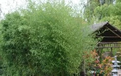 Humilis Hedge Bamboo - Phyllostachys Humilis - 3 Gallon Pot 11 Humilis Hedge Bamboo - Phyllostachys Humilis - 3 Gallon Pot -Shrub Plant Shop Bamboo Humilis 1