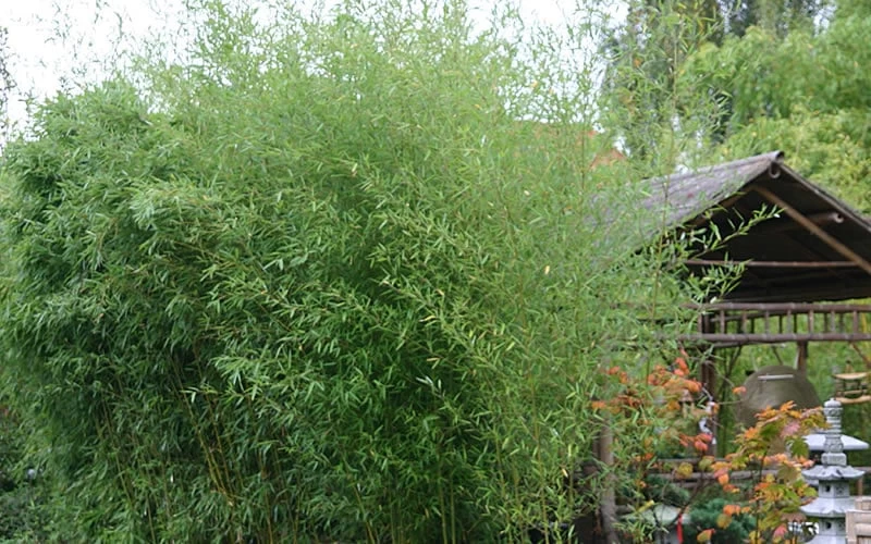 Humilis Hedge Bamboo - Phyllostachys Humilis - 3 Gallon Pot 4 Humilis Hedge Bamboo - Phyllostachys Humilis - 3 Gallon Pot - Image 4