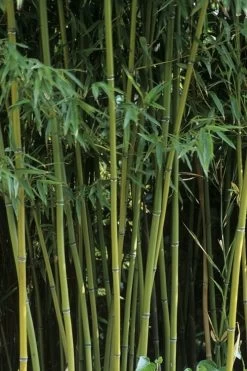 Humilis Hedge Bamboo - Phyllostachys Humilis - 3 Gallon Pot 15 Humilis Hedge Bamboo - Phyllostachys Humilis - 3 Gallon Pot -Shrub Plant Shop Bamboo Humilis 11