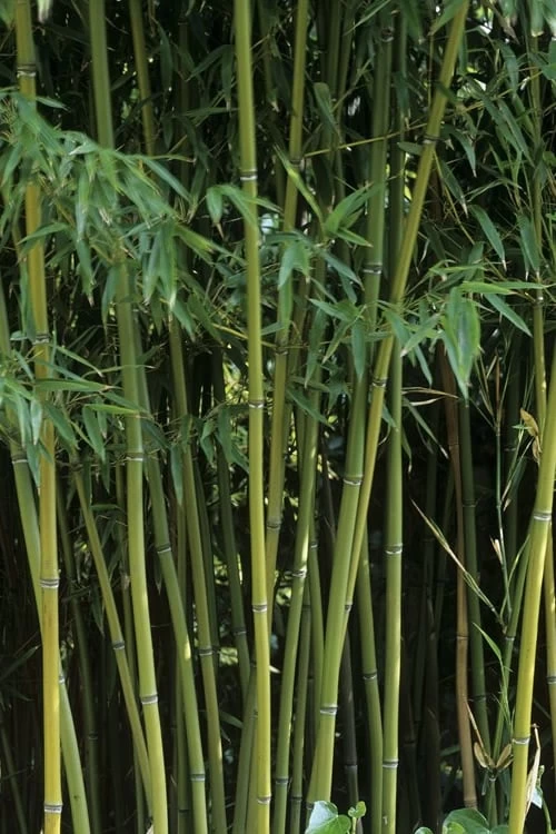 Humilis Hedge Bamboo - Phyllostachys Humilis - 3 Gallon Pot 8 Humilis Hedge Bamboo - Phyllostachys Humilis - 3 Gallon Pot - Image 8