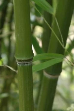 Humilis Hedge Bamboo - Phyllostachys Humilis - 3 Gallon Pot 13 Humilis Hedge Bamboo - Phyllostachys Humilis - 3 Gallon Pot -Shrub Plant Shop Bamboo Humilis 5