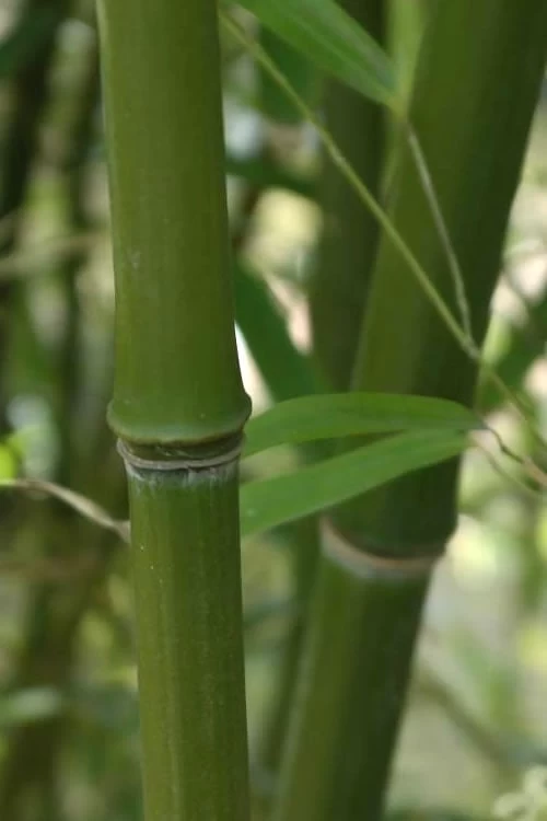 Humilis Hedge Bamboo - Phyllostachys Humilis - 3 Gallon Pot 6 Humilis Hedge Bamboo - Phyllostachys Humilis - 3 Gallon Pot - Image 6