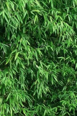 Humilis Hedge Bamboo - Phyllostachys Humilis - 3 Gallon Pot 14 Humilis Hedge Bamboo - Phyllostachys Humilis - 3 Gallon Pot -Shrub Plant Shop Bamboo Humilis 9