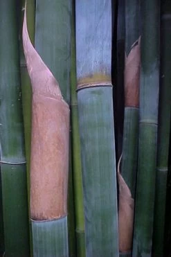 Giant Weavers Royal Bamboo (Wong Chuk) - Bambusa Textilis 'Kanapaha' - 3 Gallon Pot -Shrub Plant Shop Bamboo Kanapaha 13