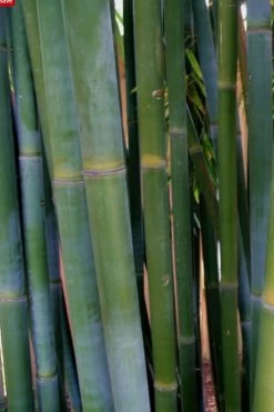 Giant Weavers Royal Bamboo (Wong Chuk) - Bambusa Textilis 'Kanapaha' - 3 Gallon Pot -Shrub Plant Shop Bamboo Kanapaha 16