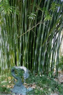 Giant Weavers Royal Bamboo (Wong Chuk) - Bambusa Textilis 'Kanapaha' - 3 Gallon Pot -Shrub Plant Shop Bamboo Kanapaha 18