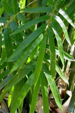Giant Weavers Royal Bamboo (Wong Chuk) - Bambusa Textilis 'Kanapaha' - 3 Gallon Pot -Shrub Plant Shop Bamboo Kanapaha 20