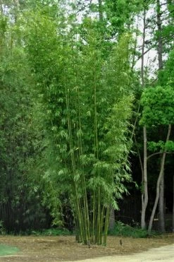 Giant Weavers Royal Bamboo (Wong Chuk) - Bambusa Textilis 'Kanapaha' - 3 Gallon Pot -Shrub Plant Shop Bamboo Kanapaha 6