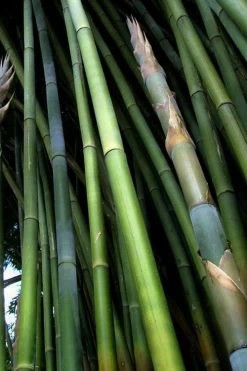 Giant Weavers Royal Bamboo (Wong Chuk) - Bambusa Textilis 'Kanapaha' - 3 Gallon Pot -Shrub Plant Shop Bamboo Kanapaha 8