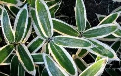 Kuma Zasa Dwarf Bamboo - Sasa Veitchii 'Kuma-Zasa' - 1 Gallon Pot -Shrub Plant Shop Bamboo Kuma Zasa 1