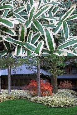 Kuma Zasa Dwarf Bamboo - Sasa Veitchii 'Kuma-Zasa' - 1 Gallon Pot -Shrub Plant Shop Bamboo Kuma Zasa 13