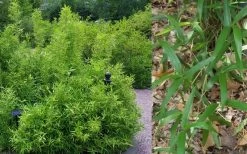 Macon Rivercane Bamboo - Arundinaria Gigantea 'Macon' - 3 Gallon Pot -Shrub Plant Shop Bamboo Macon Rivercane 2