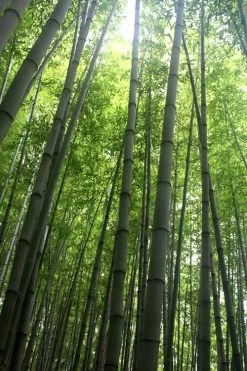 Madake Giant Japanese Timber Bamboo (Phyllostachys Bambusoides) - 3 Gallon Pot (2-4') 11 Madake Giant Japanese Timber Bamboo (Phyllostachys Bambusoides) - 3 Gallon Pot (2-4') -Shrub Plant Shop Bamboo Madake 10
