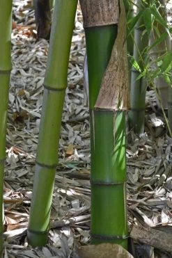 Madake Giant Japanese Timber Bamboo (Phyllostachys Bambusoides) - 3 Gallon Pot (4-6'+) -Shrub Plant Shop Bamboo Madake 11 1