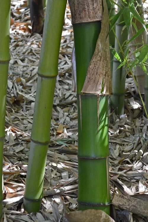 Madake Giant Japanese Timber Bamboo (Phyllostachys Bambusoides) - 3 Gallon Pot (2-4') 6 Madake Giant Japanese Timber Bamboo (Phyllostachys Bambusoides) - 3 Gallon Pot (2-4') - Image 6