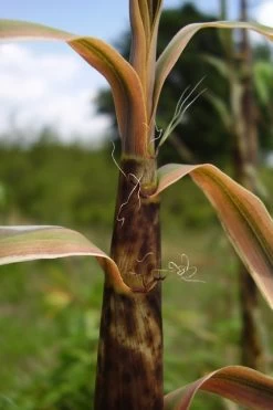 Madake Giant Japanese Timber Bamboo (Phyllostachys Bambusoides) - 3 Gallon Pot (2-4') 14 Madake Giant Japanese Timber Bamboo (Phyllostachys Bambusoides) - 3 Gallon Pot (2-4') -Shrub Plant Shop Bamboo Madake 13