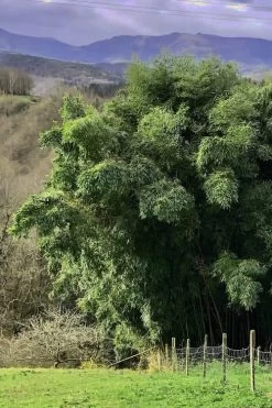 Madake Giant Japanese Timber Bamboo (Phyllostachys Bambusoides) - 3 Gallon Pot (4-6'+) -Shrub Plant Shop Bamboo Madake 14 1