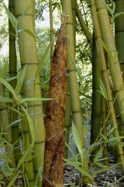 Madake Giant Japanese Timber Bamboo (Phyllostachys Bambusoides) - 3 Gallon Pot (2-4')