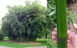 Madake Giant Japanese Timber Bamboo (Phyllostachys Bambusoides) - 3 Gallon Pot (4-6'+) -Shrub Plant Shop Bamboo Madake Giant Japanese Timber Bamboo 1