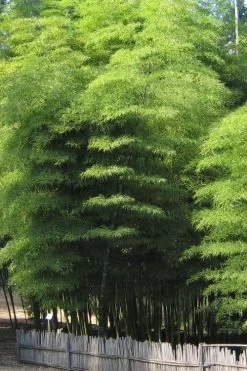 Moso Giant Bamboo (Phyllostachys Edulis 'Moso') - 3 Gallon Pot (4-6') -Shrub Plant Shop Bamboo Moso 10