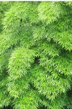 Moso Giant Bamboo (Phyllostachys Edulis 'Moso') - 3 Gallon Pot (4-6') -Shrub Plant Shop Bamboo Moso 11