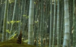 Moso Giant Bamboo (Phyllostachys Edulis 'Moso') - 3 Gallon Pot (4-6') -Shrub Plant Shop Bamboo Moso 24