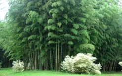 Moso Giant Bamboo (Phyllostachys Edulis 'Moso') - 3 Gallon Pot (4-6') -Shrub Plant Shop Bamboo Moso 3