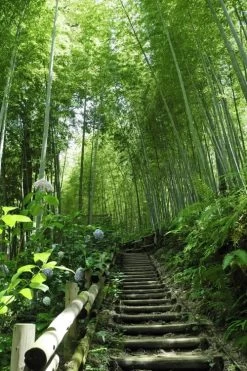 Moso Giant Bamboo (Phyllostachys Edulis 'Moso') - 3 Gallon Pot (4-6') -Shrub Plant Shop Bamboo Moso 9