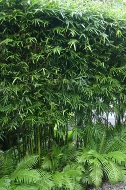 Dwarf Weavers Bamboo - Bambusa Textilis 'RG Dwarf' - 2 Gallon Pot -Shrub Plant Shop Bamboo RG Dwarf 5