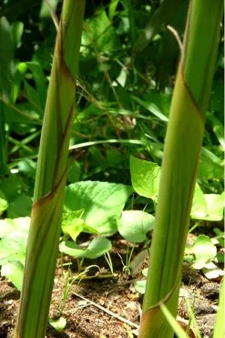 Red Margin Bamboo - Phyllostachys Rubromarginata - 3 Gallon Pot (4-6') 11 Red Margin Bamboo - Phyllostachys Rubromarginata - 3 Gallon Pot (4-6') -Shrub Plant Shop Bamboo Red Margin 11