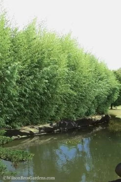 Red Margin Bamboo - Phyllostachys Rubromarginata - 3 Gallon Pot (4-6') 10 Red Margin Bamboo - Phyllostachys Rubromarginata - 3 Gallon Pot (4-6') -Shrub Plant Shop Bamboo Red Margin 13