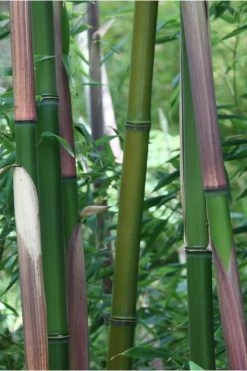 Red Margin Bamboo - Phyllostachys Rubromarginata - 3 Gallon Pot (4-6') 9 Red Margin Bamboo - Phyllostachys Rubromarginata - 3 Gallon Pot (4-6') -Shrub Plant Shop Bamboo Red Margin 500x750 1