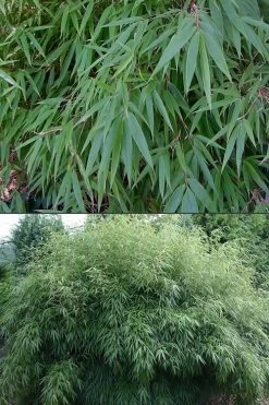 Dragons Head Bamboo (Fargesia Dracocephala 'Rufa') - 5 Gallon Pot -Shrub Plant Shop Bamboo Rufa 500x750 1