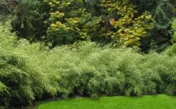 Dragons Head Bamboo (Fargesia Dracocephala 'Rufa') - 5 Gallon Pot -Shrub Plant Shop Bamboo Rufa Hedge 1